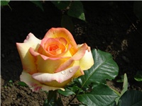 2da8618e-Copy of ARUBA.JPG